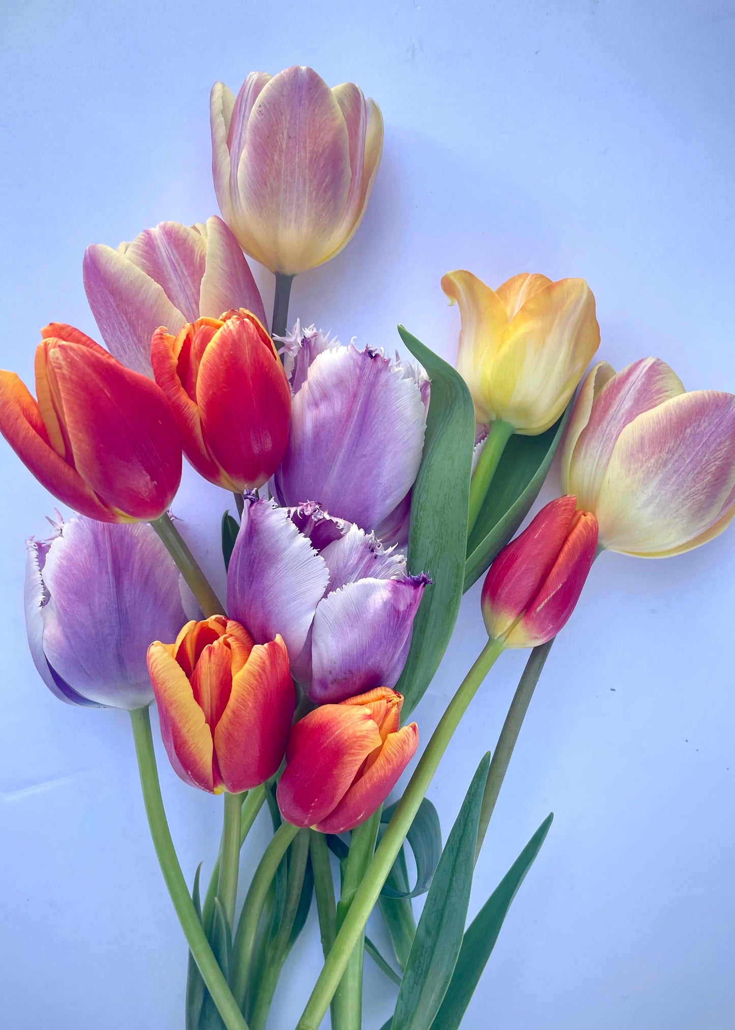 Bouquet of colorful tulips on a light blue background