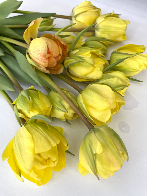 Coming SOON | TWICE a month | LOCAL PICK UP Winter Tulip Subscription