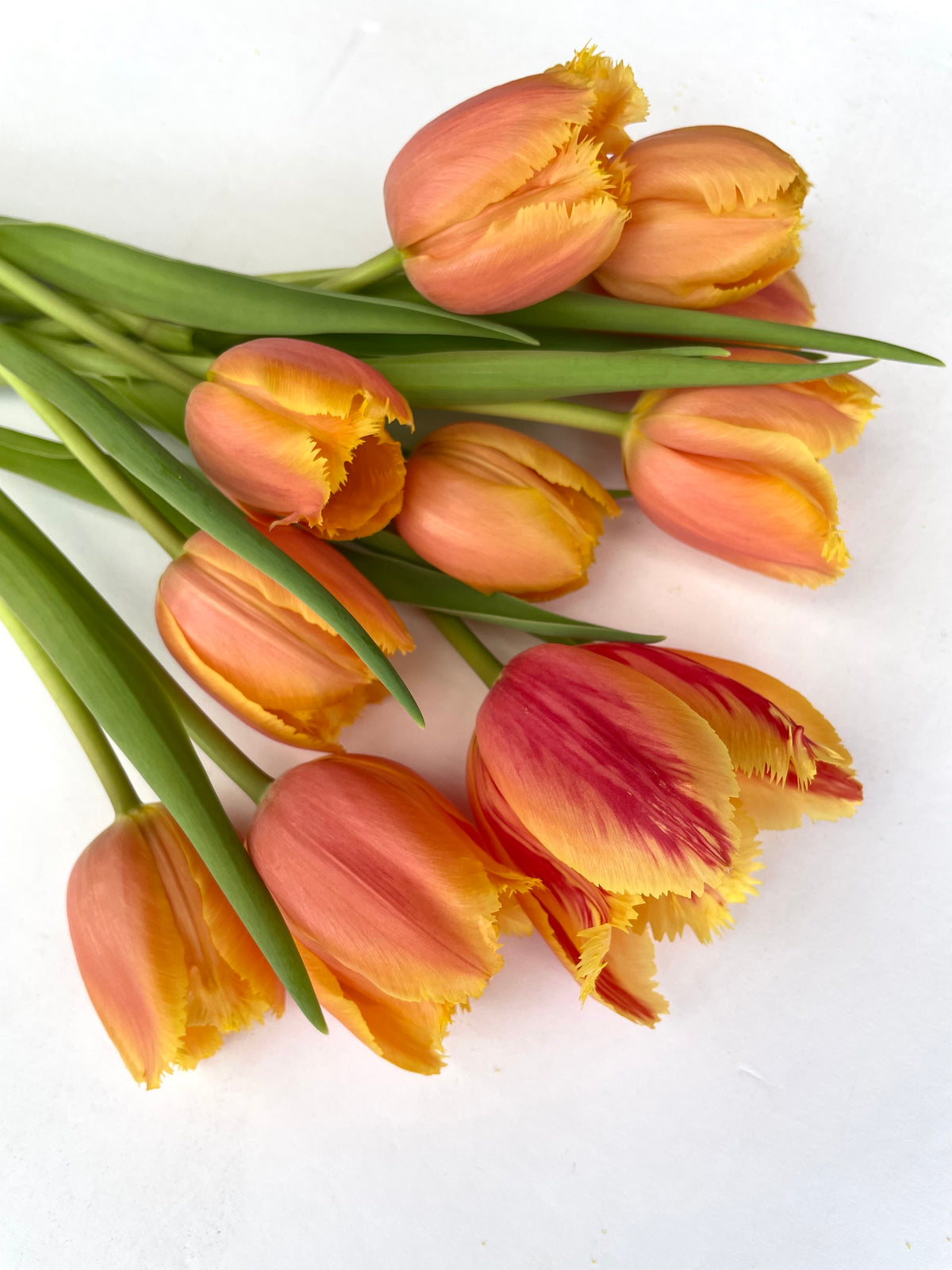 Coming SOON | TWICE a month | LOCAL PICK UP Winter Tulip Subscription
