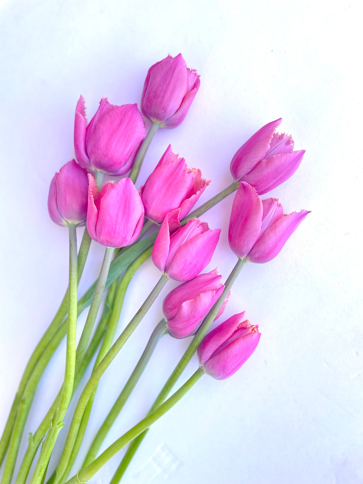 Coming SOON | ONCE a month | LOCAL PICK UP Winter Tulip Subscription
