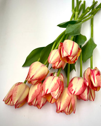 Coming SOON | ONCE a month | LOCAL PICK UP Winter Tulip Subscription