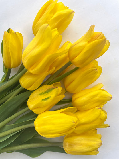 COMING SOON - Winter Tulip Subscription (SHIPPED) | Once a Month for 5 Months (includes shipping)