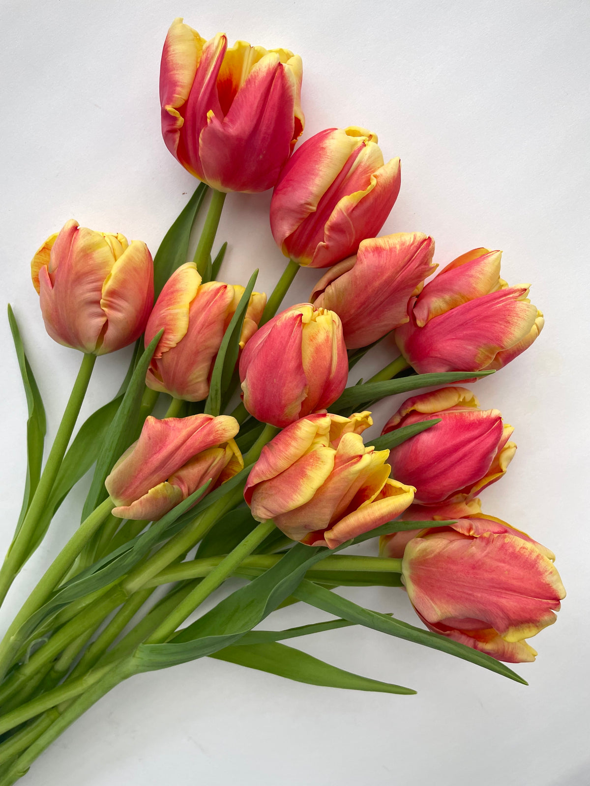 COMING SOON - Winter Tulip Subscription (SHIPPED) | Once a Month for 5 Months (includes shipping)