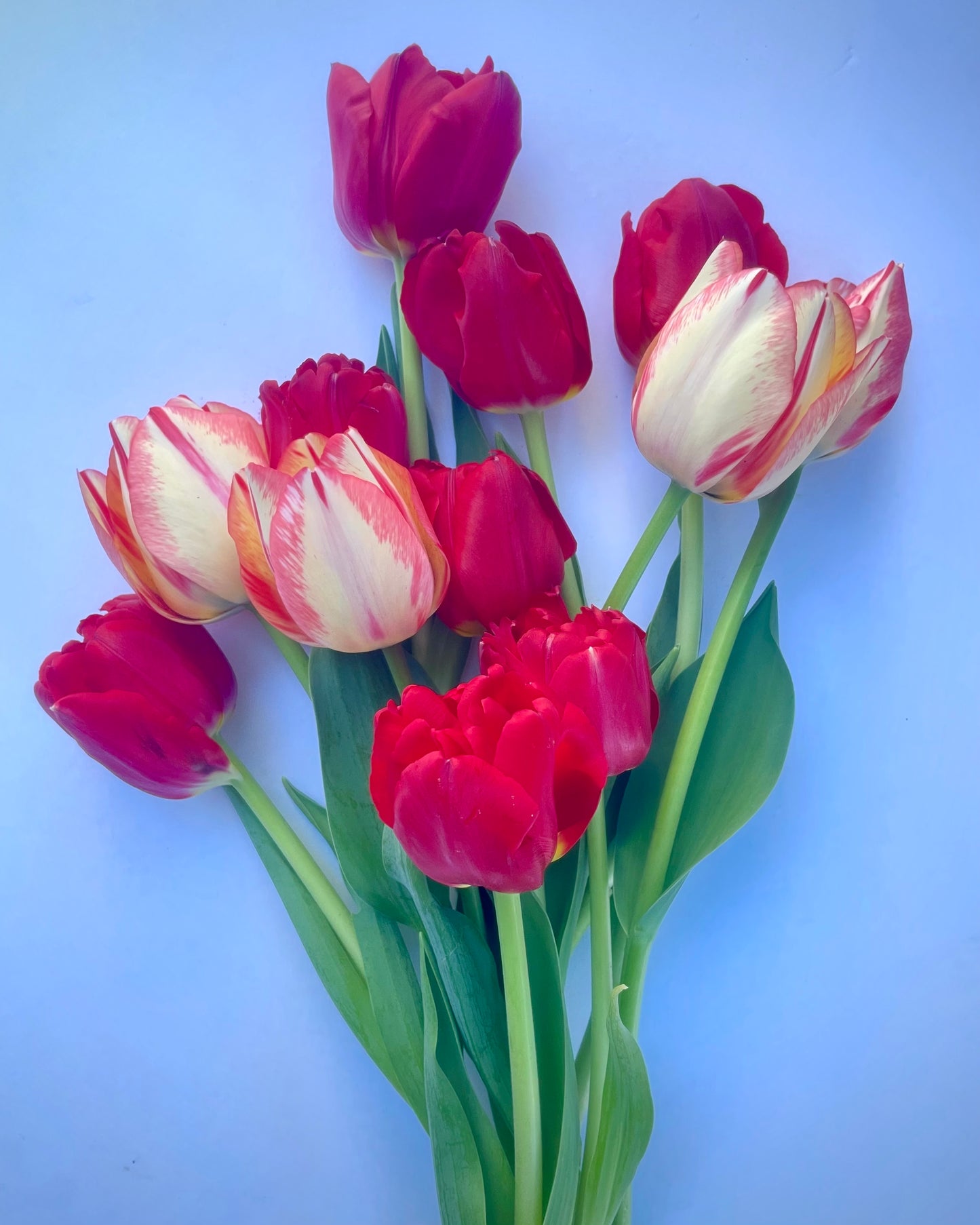 Farmer Choice - Mixed Bouquet Tulips