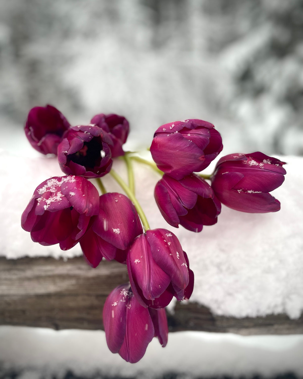 COMING SOON - Winter Tulip Subscription (SHIPPED) | Once a Month for 5 Months (includes shipping)