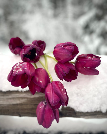 COMING SOON - Winter Tulip Subscription (SHIPPED) | Once a Month for 5 Months (includes shipping)